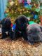 Cane Corso Puppies for sale in New Orleans, LA, USA. price: NA