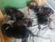 Cane Corso Puppies for sale in Amarillo, TX, USA. price: NA