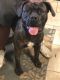 Cane Corso Puppies for sale in Monroeville, PA, USA. price: NA