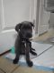 Cane Corso Puppies for sale in Winter Haven, FL 33881, USA. price: $1,500