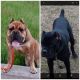 Cane Corso Puppies for sale in Miller Beach, Gary, IN 46403, USA. price: $1,500