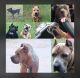 Cane Corso Puppies for sale in New Orleans, LA, USA. price: NA