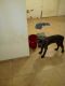 Cane Corso Puppies for sale in Calumet City, IL, USA. price: NA