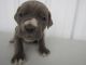 Cane Corso Puppies for sale in Kalamazoo, MI, USA. price: NA