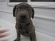 Cane Corso Puppies for sale in Kalamazoo, MI, USA. price: NA