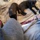 Cane Corso Puppies for sale in Mt Sinai, NY 11766, USA. price: NA