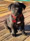 Cane Corso Puppies for sale in Memphis, TN 38134, USA. price: NA