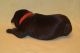 Cane Corso Puppies for sale in Portsmouth, VA, USA. price: $1,250