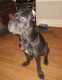 Cane Corso Puppies for sale in Lewisburg, TN 37091, USA. price: NA