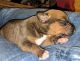 Cane Corso Puppies for sale in San Antonio, TX, USA. price: NA