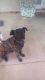 Cane Corso Puppies for sale in 5467 Yvonne Cir, Las Vegas, NV 89122, USA. price: $20