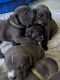 Cane Corso Puppies for sale in Delmar, MD 21875, USA. price: NA