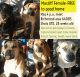 Cane Corso Puppies for sale in Richmond, MO 64085, USA. price: $1
