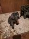 Cane Corso Puppies for sale in Lodi, CA, USA. price: $1,300