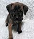 Cane Corso Puppies for sale in Fall River, MA, USA. price: $1,500