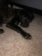 Cane Corso Puppies for sale in Stafford Courthouse, VA 22554, USA. price: NA