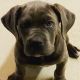 Cane Corso Puppies for sale in Newark, DE, USA. price: $900