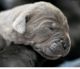 Cane Corso Puppies for sale in Monterey, CA, USA. price: NA