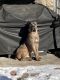 Cane Corso Puppies for sale in Brighton, Boston, MA, USA. price: $1,900