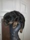 Cane Corso Puppies for sale in Washington, DC, USA. price: $900