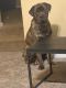 Cane Corso Puppies for sale in 4848 Hidden Creek Pl, Decatur, GA 30035, USA. price: NA