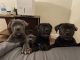 Cane Corso Puppies for sale in Gardena, CA, USA. price: NA