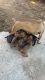 Cane Corso Puppies for sale in Bridgeport, CT, USA. price: NA