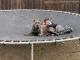 Cane Corso Puppies for sale in Patterson, CA 95363, USA. price: $2,000