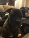 Cane Corso Puppies for sale in 2008 Forget Me not Ln, Wingate, NC 28174, USA. price: $450