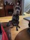 Cane Corso Puppies for sale in Jersey City, NJ, USA. price: NA