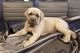 Cane Corso Puppies for sale in Sioux City, IA 51104, USA. price: NA