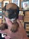 Cane Corso Puppies for sale in Wharton, OH 43359, USA. price: $150