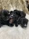 Cane Corso Puppies for sale in San Antonio, TX, USA. price: $300