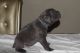 Cane Corso Puppies for sale in Wyoming, MI, USA. price: NA