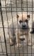 Cane Corso Puppies for sale in Joliet, IL 60431, USA. price: $1,500