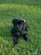 Cane Corso Puppies for sale in Lexington County, SC, USA. price: NA