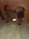 Cane Corso Puppies for sale in Spring Grove, PA 17362, USA. price: NA
