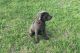 Cane Corso Puppies for sale in Jacksonville, FL, USA. price: NA