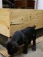 Cane Corso Puppies for sale in El Paso, TX, USA. price: NA