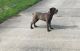 Cane Corso Puppies for sale in West Palm Beach, FL, USA. price: NA