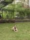 Cane Corso Puppies for sale in Irvington, NJ 07111, USA. price: $500