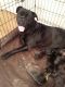 Cane Corso Puppies for sale in Topeka, KS, USA. price: NA