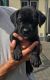Cane Corso Puppies for sale in Seattle, WA, USA. price: $600