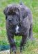Cane Corso Puppies for sale in Fayetteville, NC, USA. price: $1,500