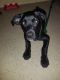 Cane Corso Puppies for sale in Manhattan, New York, NY, USA. price: NA