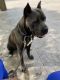 Cane Corso Puppies for sale in Omaha, NE, USA. price: NA