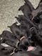 Cane Corso Puppies for sale in Pittsburgh, PA, USA. price: $1,000