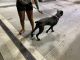 Cane Corso Puppies for sale in Jacksonville, FL, USA. price: NA