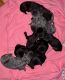 Cane Corso Puppies for sale in Decatur, TN 37322, USA. price: $2,500