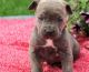 Cane Corso Puppies for sale in Olympia, WA, USA. price: $500
